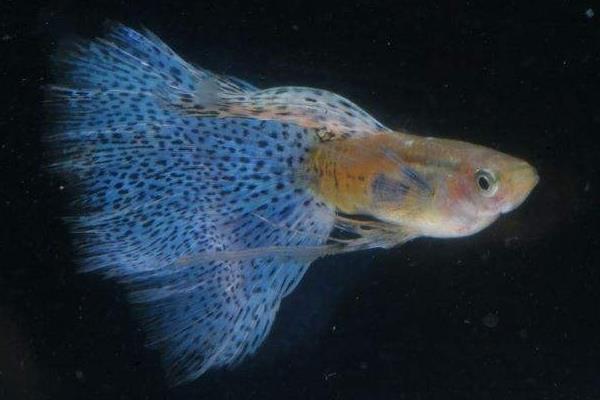 怎樣判斷孔雀魚懷孕?孔雀魚懷孕特征有哪些?懷孕周期是怎樣?