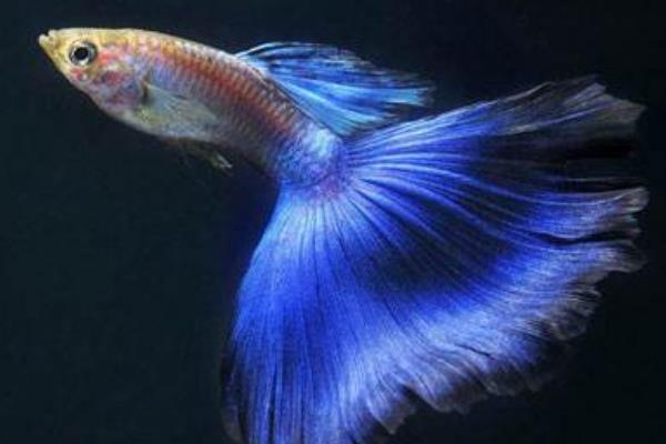 怎樣判斷孔雀魚懷孕?孔雀魚懷孕特征有哪些?懷孕周期是怎樣?