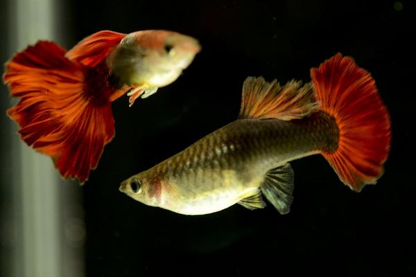 怎樣判斷孔雀魚懷孕?孔雀魚懷孕特征有哪些?懷孕周期是怎樣?