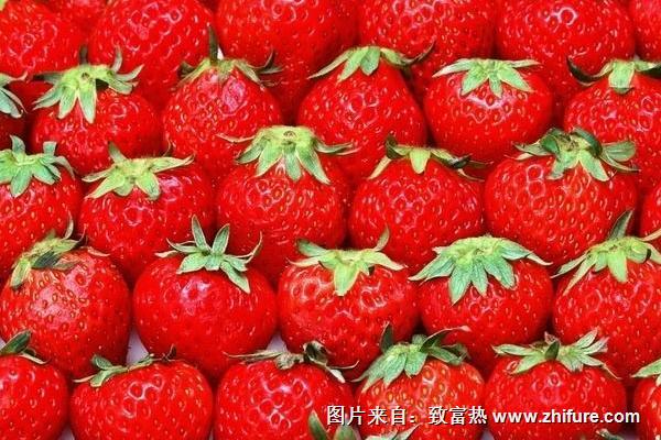 2018種草莓賺錢嗎？草莓種植的利潤與投資成本及前景預測