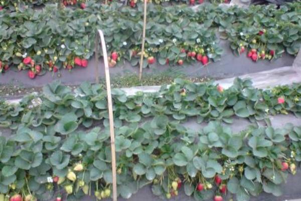 2018種草莓賺錢嗎？草莓種植的利潤與投資成本及前景預測