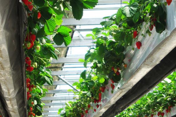 2018種草莓賺錢嗎？草莓種植的利潤與投資成本及前景預測