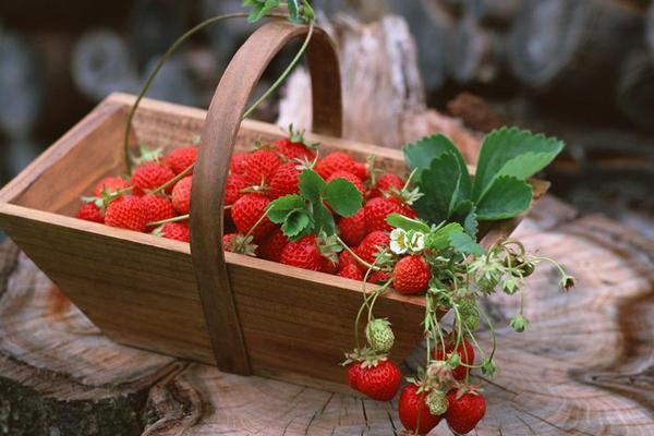 2018種草莓賺錢嗎？草莓種植的利潤與投資成本及前景預測