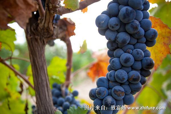 2018種葡萄賺錢嗎？葡萄種植的利潤與投資成本及前景預測