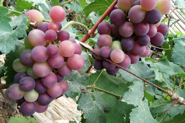 2018種葡萄賺錢嗎?葡萄種植的利潤與投資成本及前景預(yù)測