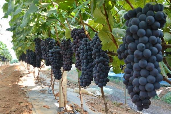 2018種葡萄賺錢嗎?葡萄種植的利潤與投資成本及前景預(yù)測