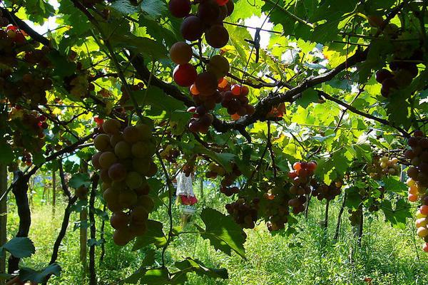 2018種葡萄賺錢嗎?葡萄種植的利潤與投資成本及前景預(yù)測