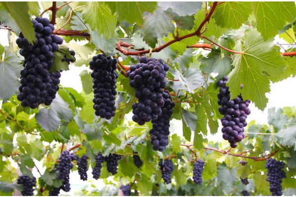 2018種葡萄賺錢嗎?葡萄種植的利潤與投資成本及前景預(yù)測