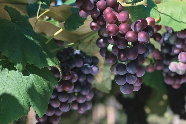 2018種葡萄賺錢嗎?葡萄種植的利潤與投資成本及前景預(yù)測