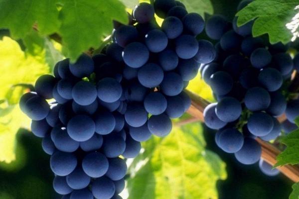 2018種葡萄賺錢嗎?葡萄種植的利潤與投資成本及前景預(yù)測