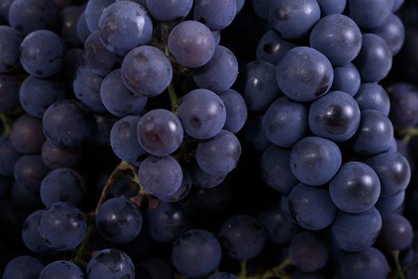 2018種葡萄賺錢嗎?葡萄種植的利潤與投資成本及前景預(yù)測