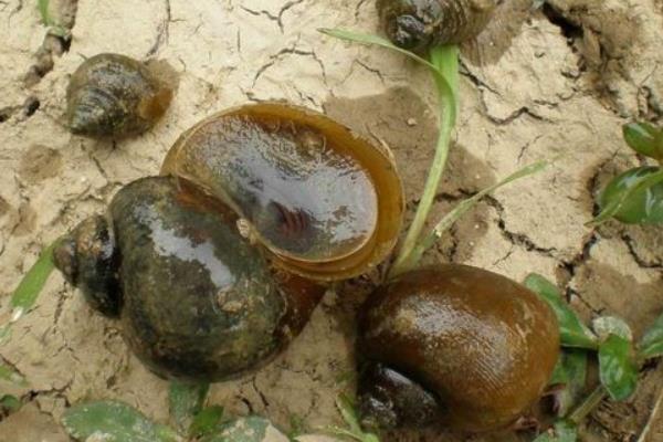 水泥池、土池養殖田螺的經驗