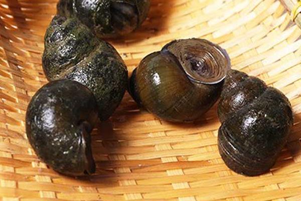 水泥池、土池養殖田螺的經驗