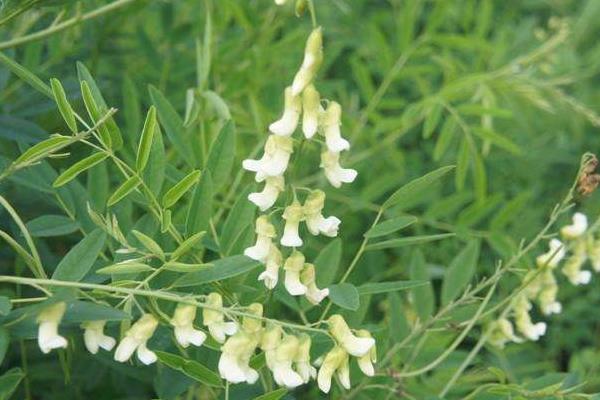 苦參的高產栽培技術