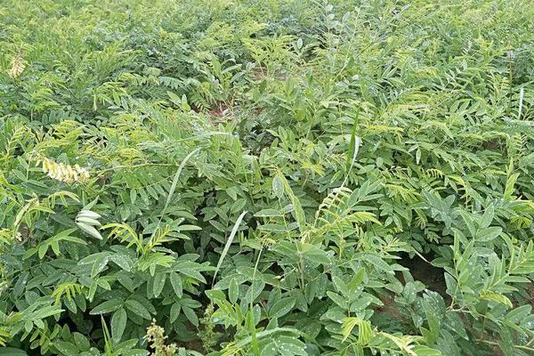 苦參的高產栽培技術