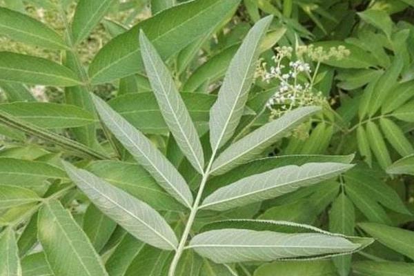 苦參的高產栽培技術