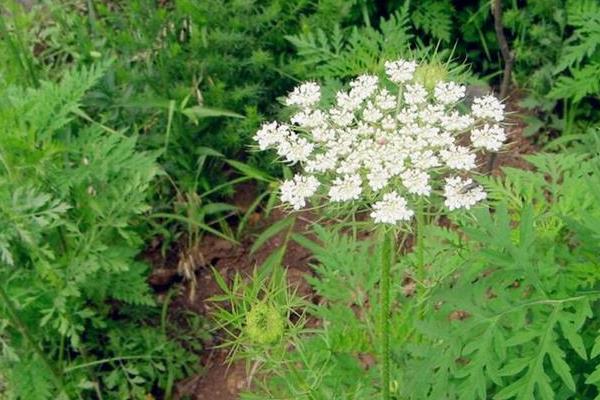 苦參的高產栽培技術