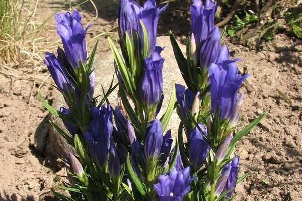 苦參的高產栽培技術