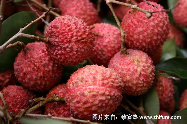 2018種荔枝賺錢嗎？荔枝種植的利潤與投資成本及前景預測