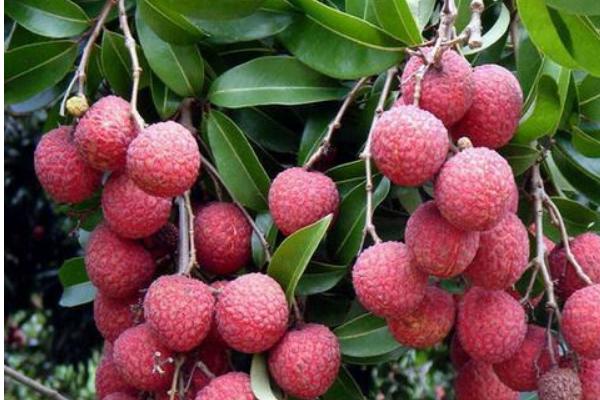 2018種荔枝賺錢嗎？荔枝種植的利潤與投資成本及前景預測