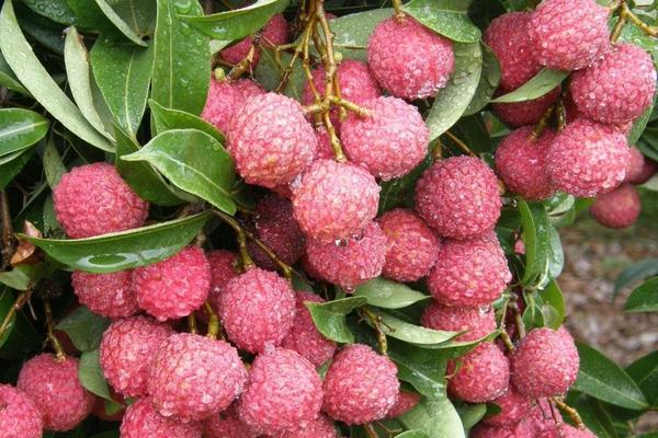 2018種荔枝賺錢嗎？荔枝種植的利潤與投資成本及前景預測