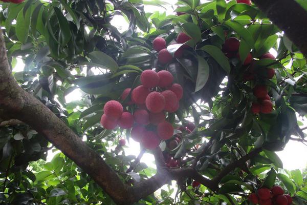 2018種荔枝賺錢嗎？荔枝種植的利潤與投資成本及前景預測