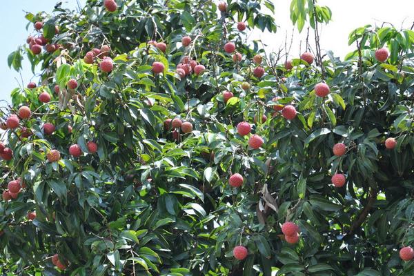 2018種荔枝賺錢嗎？荔枝種植的利潤與投資成本及前景預測