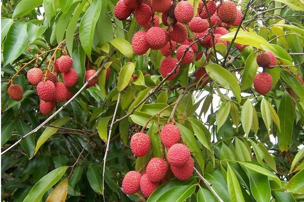 2018種荔枝賺錢嗎？荔枝種植的利潤與投資成本及前景預測