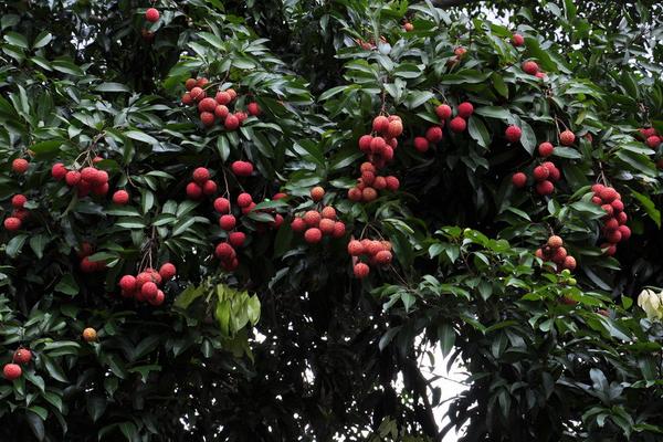 2018種荔枝賺錢嗎？荔枝種植的利潤與投資成本及前景預測