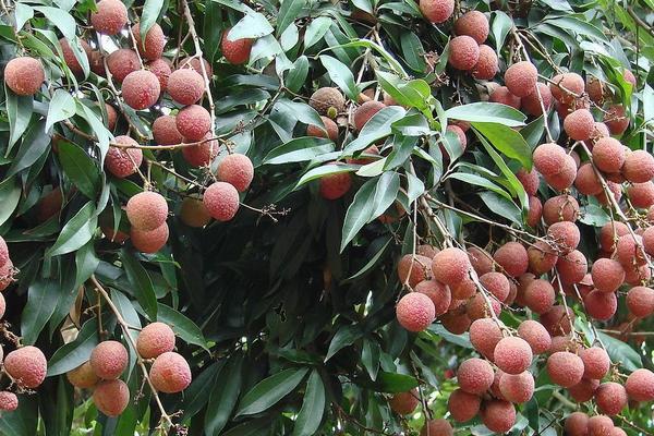 2018種荔枝賺錢嗎？荔枝種植的利潤與投資成本及前景預測