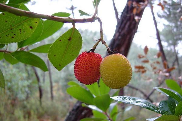 2018種荔枝賺錢嗎？荔枝種植的利潤與投資成本及前景預測
