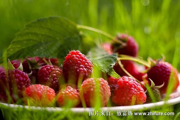 2018種樹莓賺錢嗎？樹莓種植的利潤與投資成本及前景預測