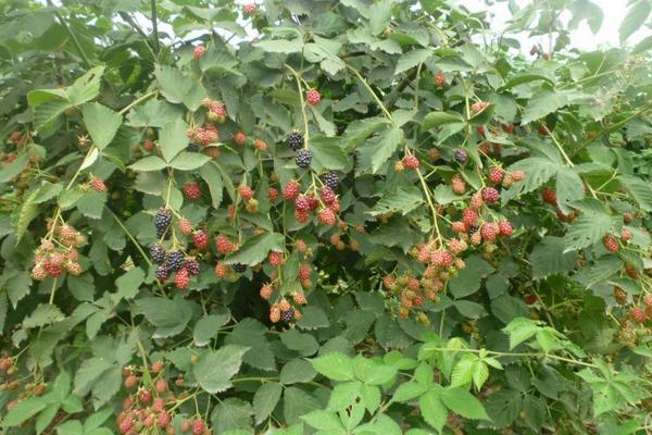 2018種樹莓賺錢嗎？樹莓種植的利潤與投資成本及前景預(yù)測