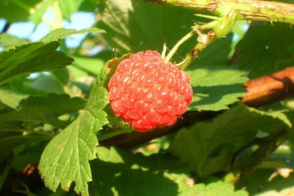 2018種樹莓賺錢嗎？樹莓種植的利潤與投資成本及前景預(yù)測