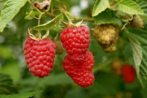 2018種樹莓賺錢嗎？樹莓種植的利潤與投資成本及前景預(yù)測