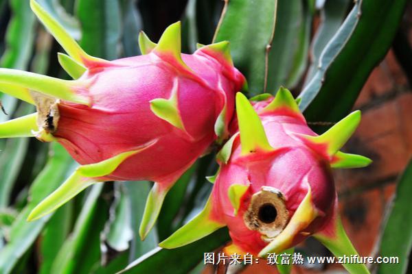 2018種火龍果賺錢嗎?火龍果種植的利潤與投資成本及前景預測