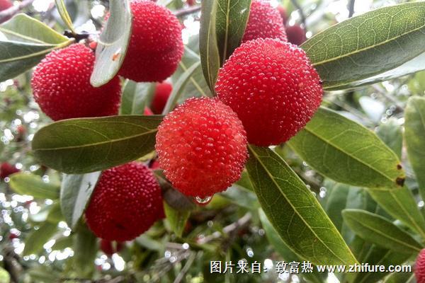 2018種楊梅賺錢嗎？楊梅種植的利潤與投資成本及前景預測