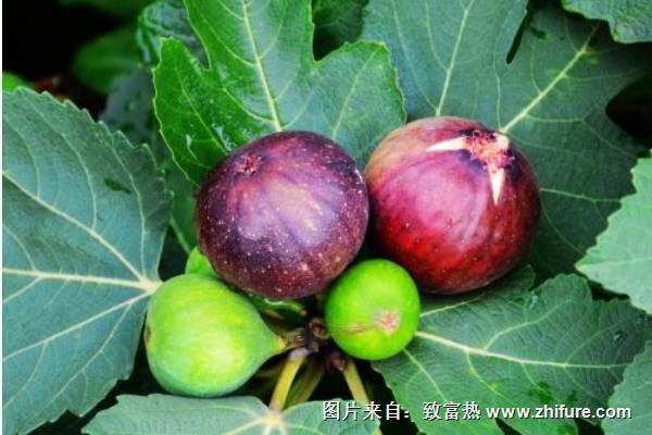 2018種無花果賺錢嗎？無花果種植的利潤(rùn)與投資成本及前景預(yù)測(cè)