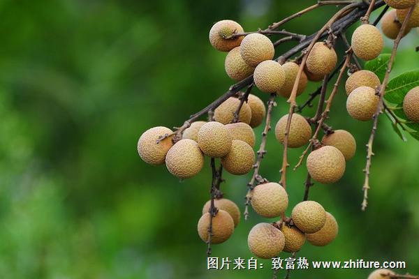 2018種龍眼賺錢嗎？龍眼種植的利潤與投資成本及前景預(yù)測