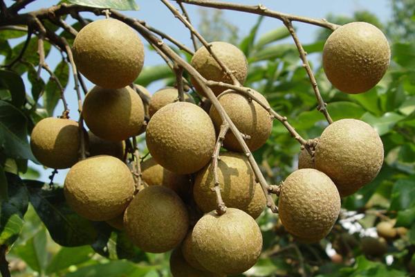 2018種龍眼賺錢嗎?龍眼種植的利潤與投資成本及前景預(yù)測