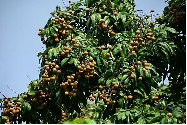 2018種龍眼賺錢嗎?龍眼種植的利潤與投資成本及前景預(yù)測
