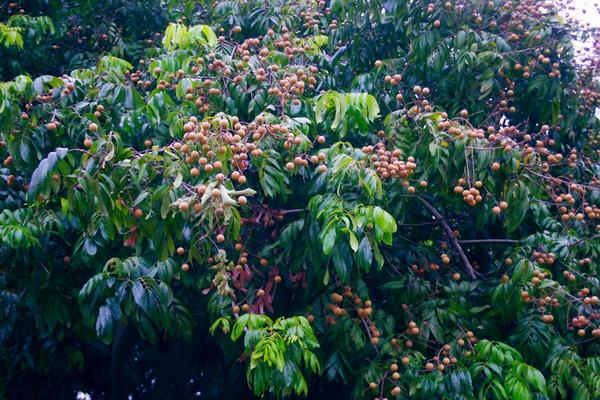 2018種龍眼賺錢嗎?龍眼種植的利潤與投資成本及前景預(yù)測