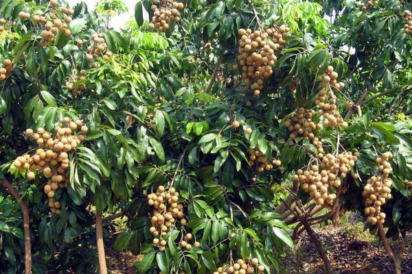 2018種龍眼賺錢嗎?龍眼種植的利潤與投資成本及前景預(yù)測