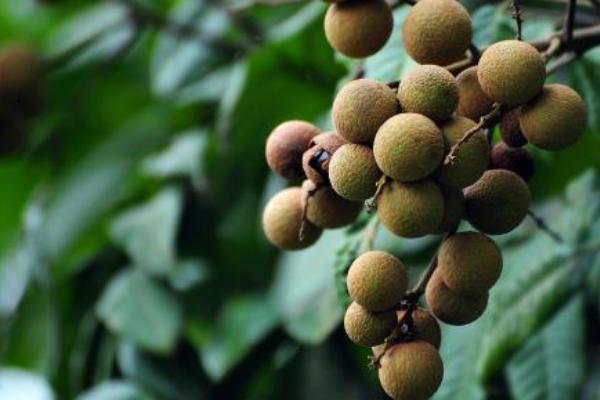 2018種龍眼賺錢嗎?龍眼種植的利潤與投資成本及前景預(yù)測