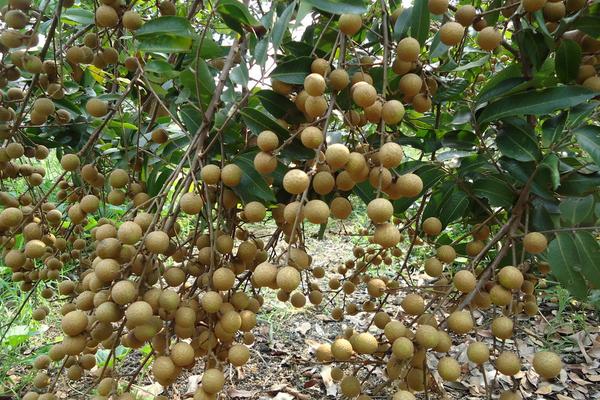 2018種龍眼賺錢嗎?龍眼種植的利潤與投資成本及前景預(yù)測