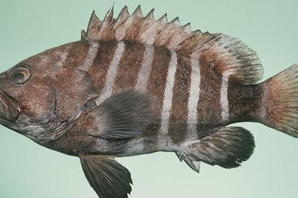 2015養石斑魚賺錢嗎？2015石斑魚養殖前景及市場價格分析