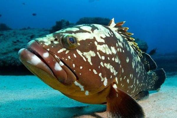 2015養石斑魚賺錢嗎？2015石斑魚養殖前景及市場價格分析