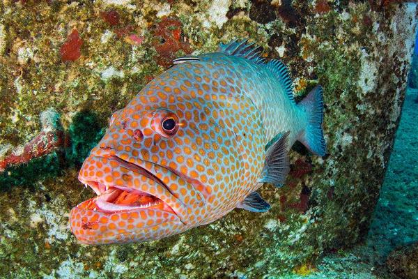 2015養石斑魚賺錢嗎？2015石斑魚養殖前景及市場價格分析