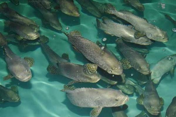 2015養石斑魚賺錢嗎？2015石斑魚養殖前景及市場價格分析