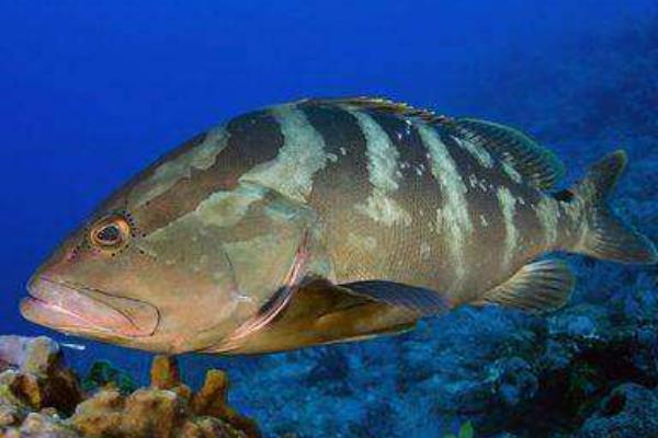 2015養石斑魚賺錢嗎？2015石斑魚養殖前景及市場價格分析